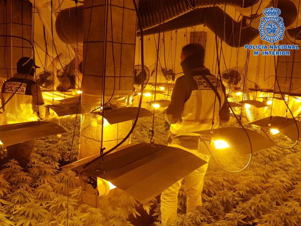 Desmantelado un laboratorio clandestino donde se cultivaba marihuana