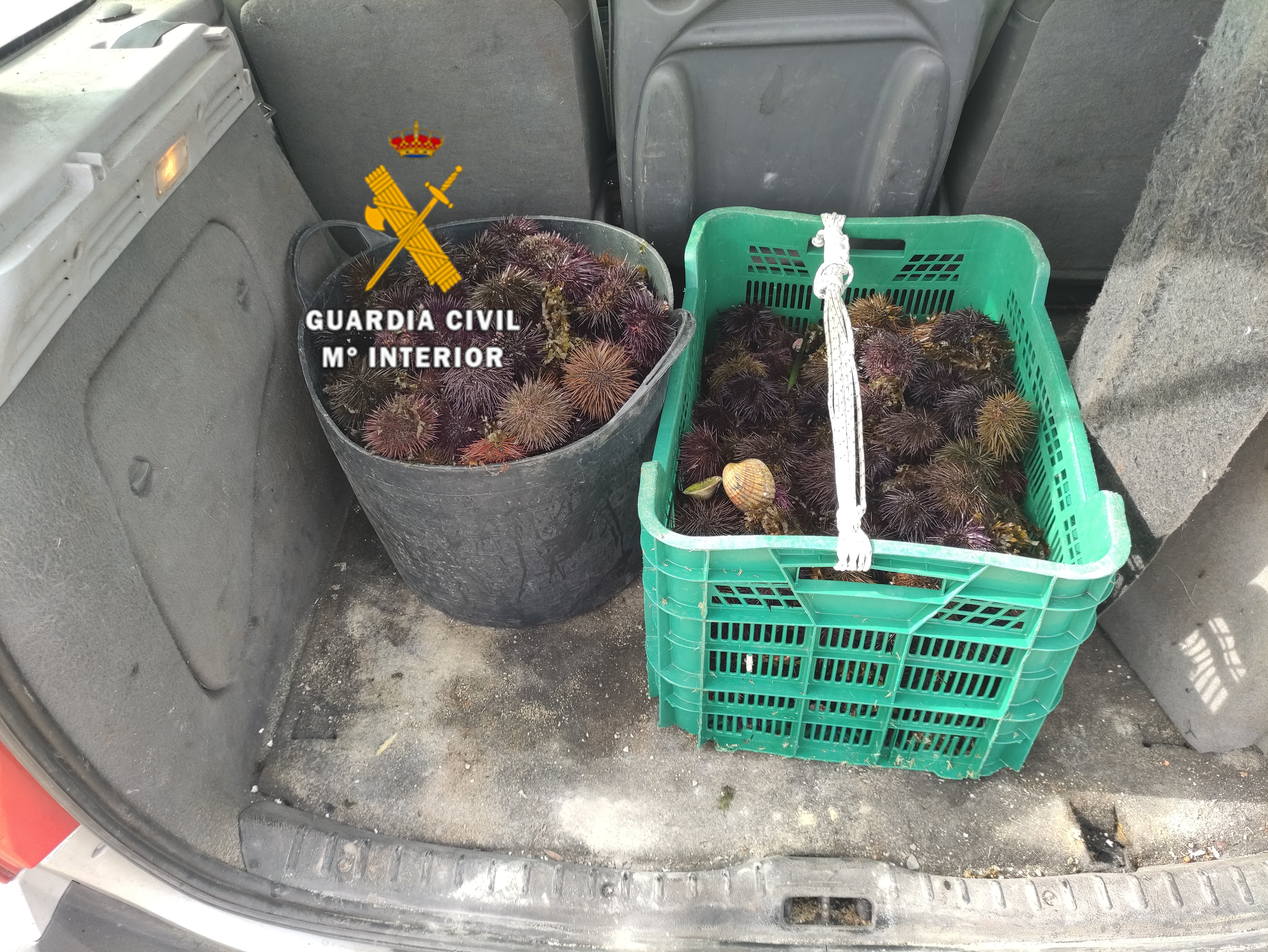Erizo de mar incautado por la Guardia Civil
