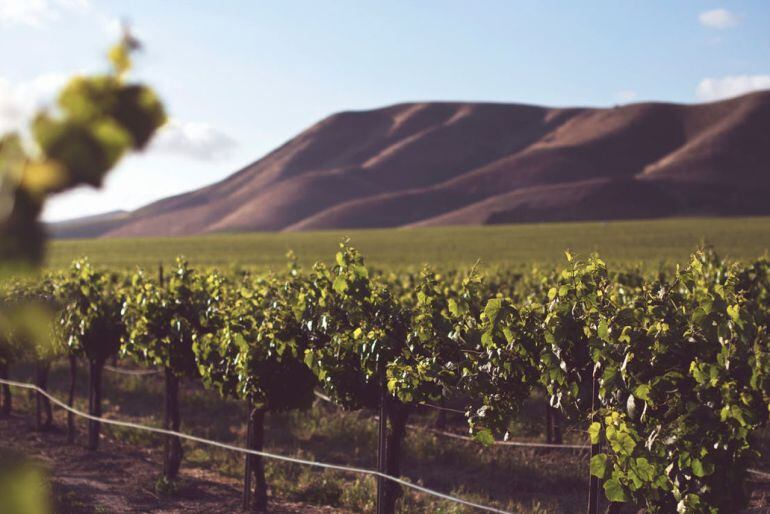 Siete bodegas participan en un proyecto enoturista organizado por la DO &quot;Vinos Tierra de León&quot;