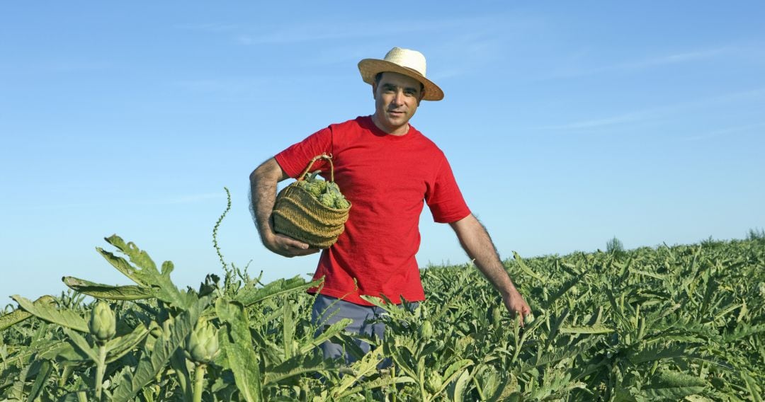 Un agricultor en un campo de alcachofas