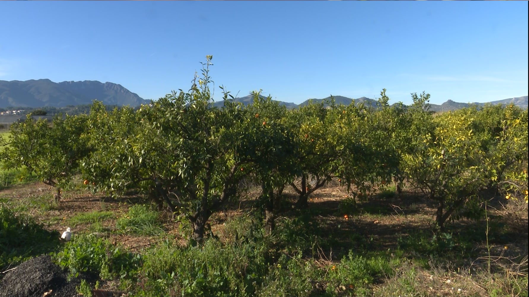 Huerto de naranjos en La Safor.