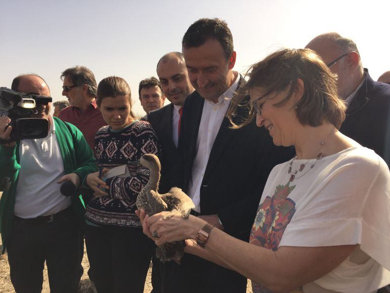 La consellera de Medio Ambiente ha liberado ejemplares de cerceta pardilla en El Hondo