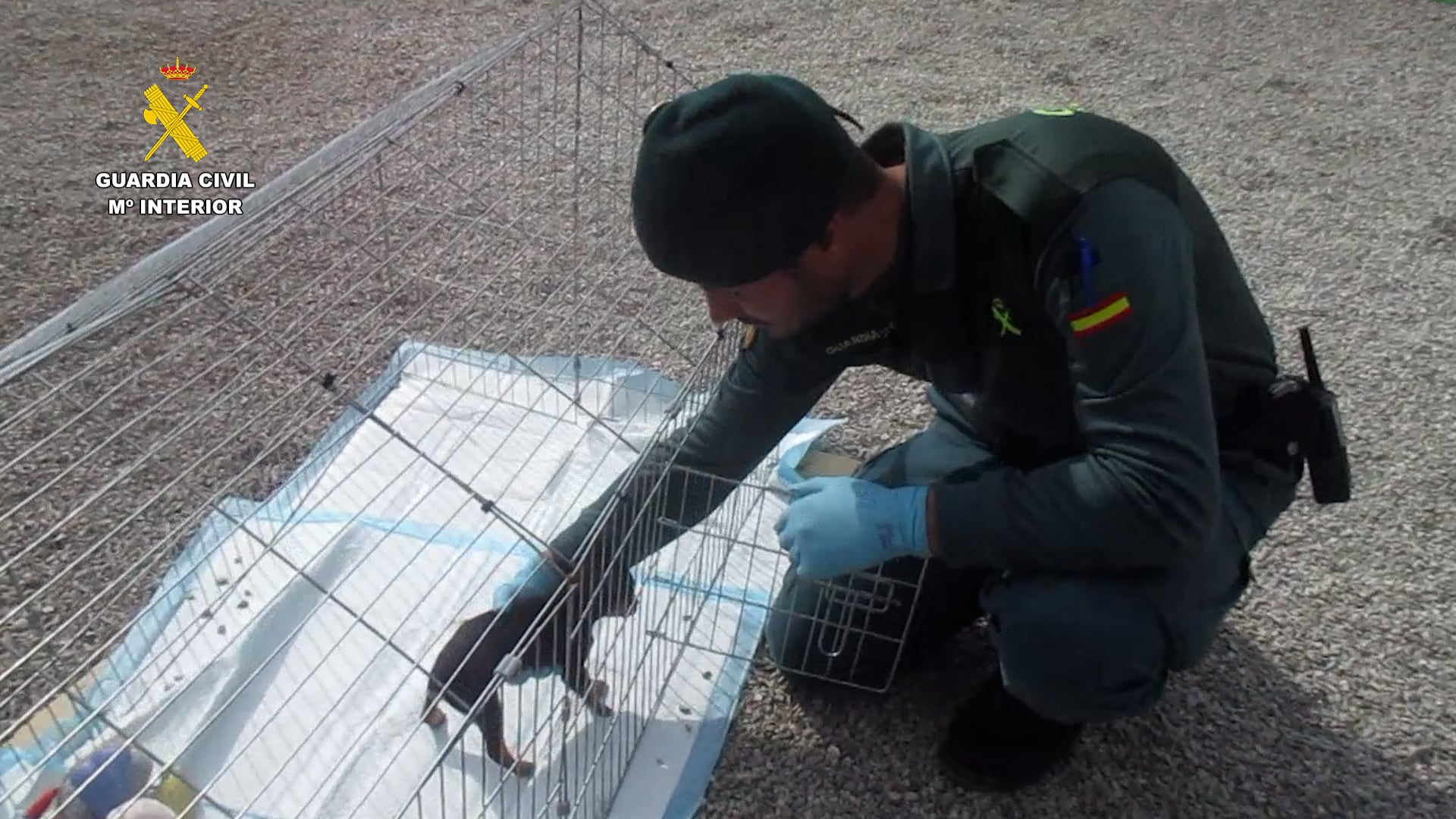 La Guardia Civil investiga a una persona en Lorca por mutilar a cuatro canes