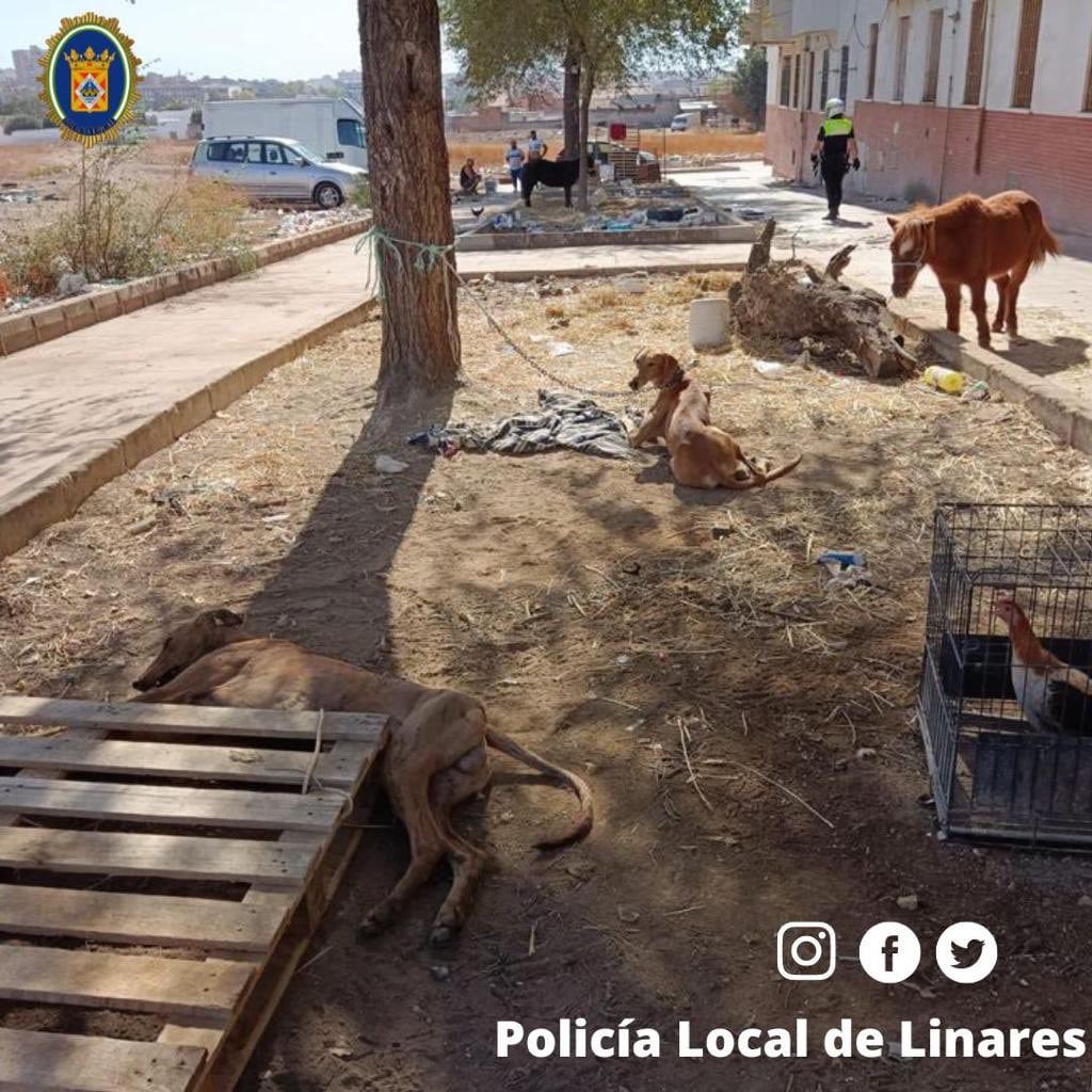 Rescate de animales por parte de Policía Local de Linares.