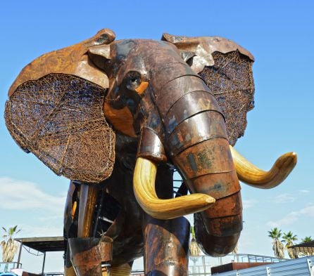 Elefante Escipión - Plaza exterior BIOPARC Valencia