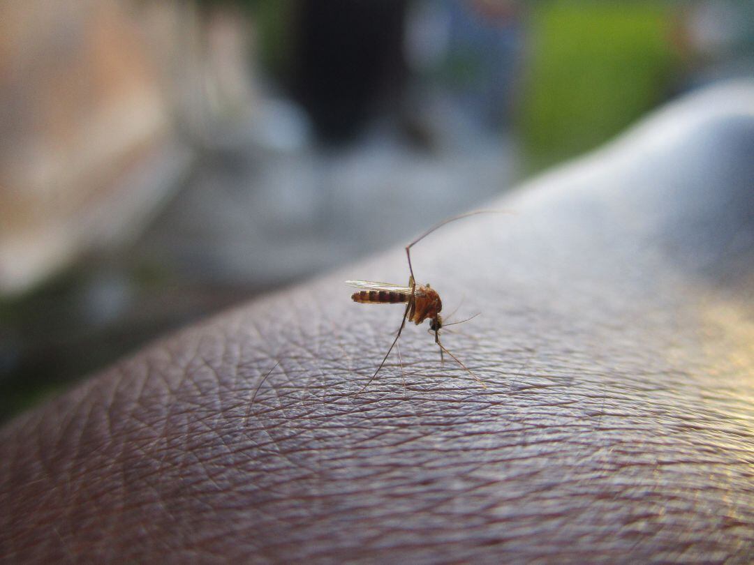 La Diputación ayuda en la lucha contra la plaga de mosquitos