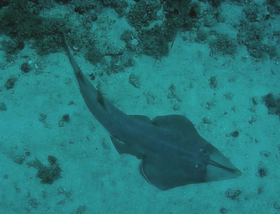 Campaña para mejorar el conocimiento y la conservación de tiburones y rayas