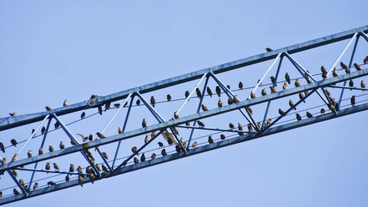 Entevista a Javier Purroy, técnico de SEO Birdlife