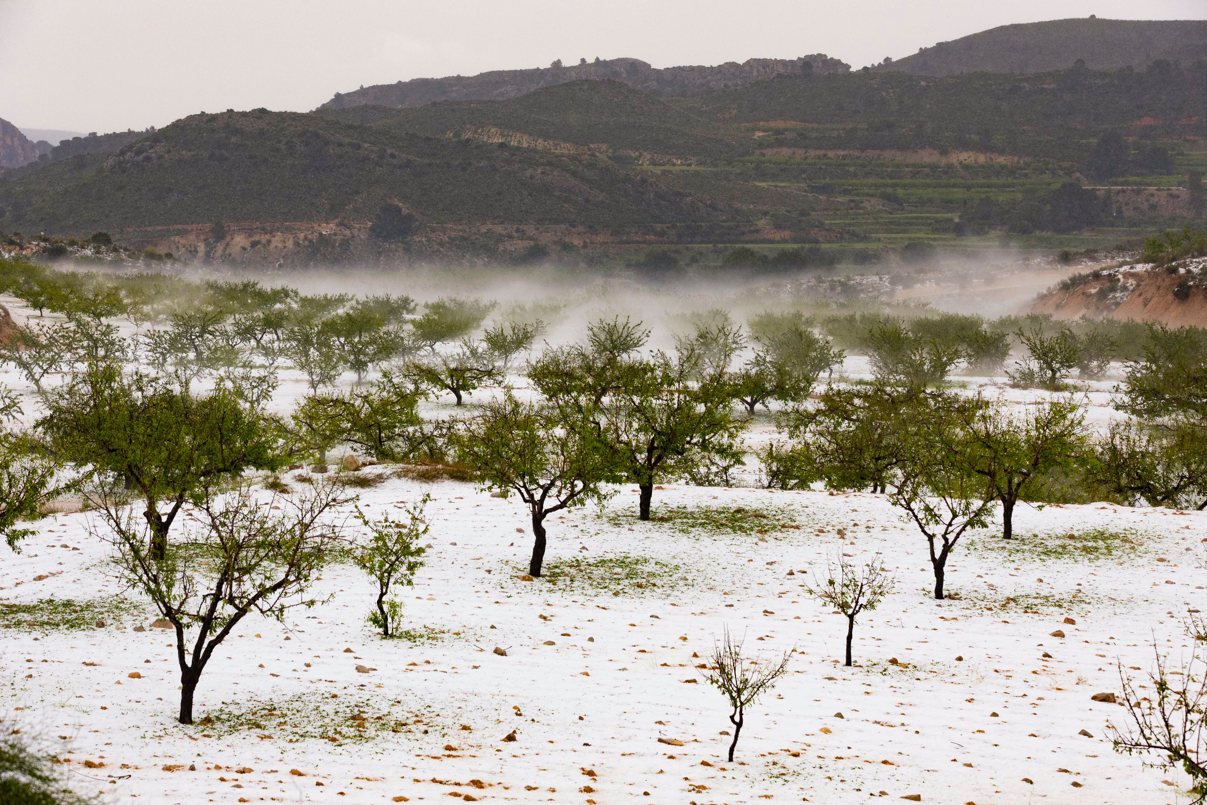 GRAF3358. MURCIA (ESPAÑA), 08/05/2025.- Vista de una finca de almendros de Mula, cubierta de granizo, tras la tormenta de granizado que ha caído en los municipios de Mula, Bullas, Calasparra y Cehegín. La autovía del noroeste se ha cortado un tiempo un carril por sentido hasta que el granizo acumulado ha sido retirado con quitanieves autonómicos. EFE/Marcial Guillén