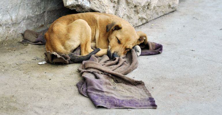 Más de 1.600 animales fueron abandonados en Albacete en 2017