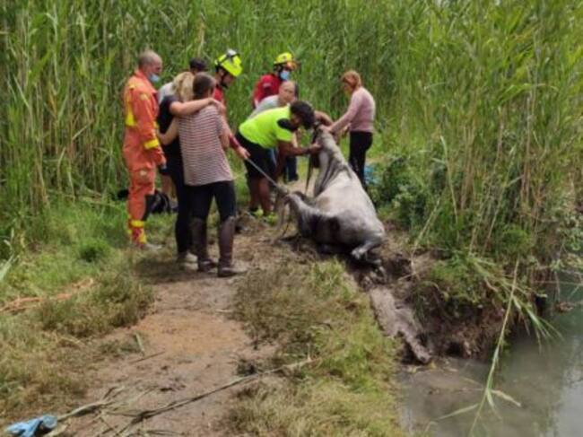 Rescate de un caballo en el marjal de Oliva