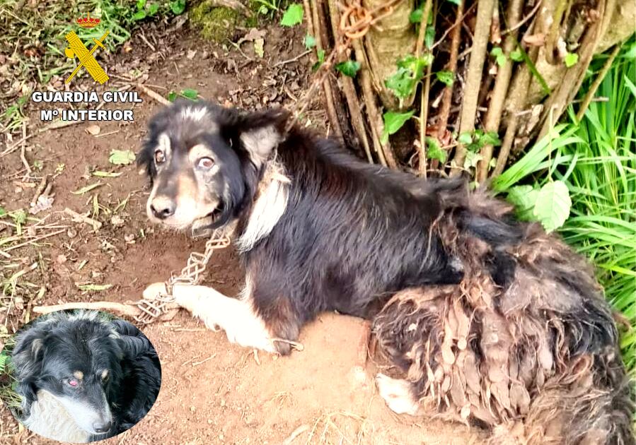 abandono de perros en Val de San Vicente en un árbol