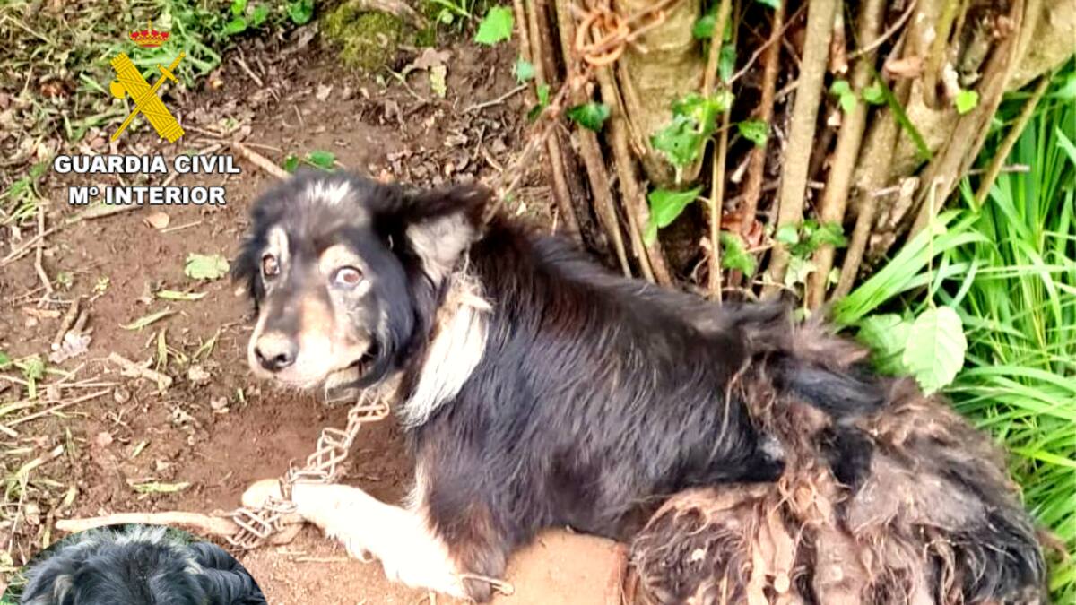 La Guardia Civil de Cantabria investiga a un gombre por maltratar y abandonar a cuatro perros atados a un árbol