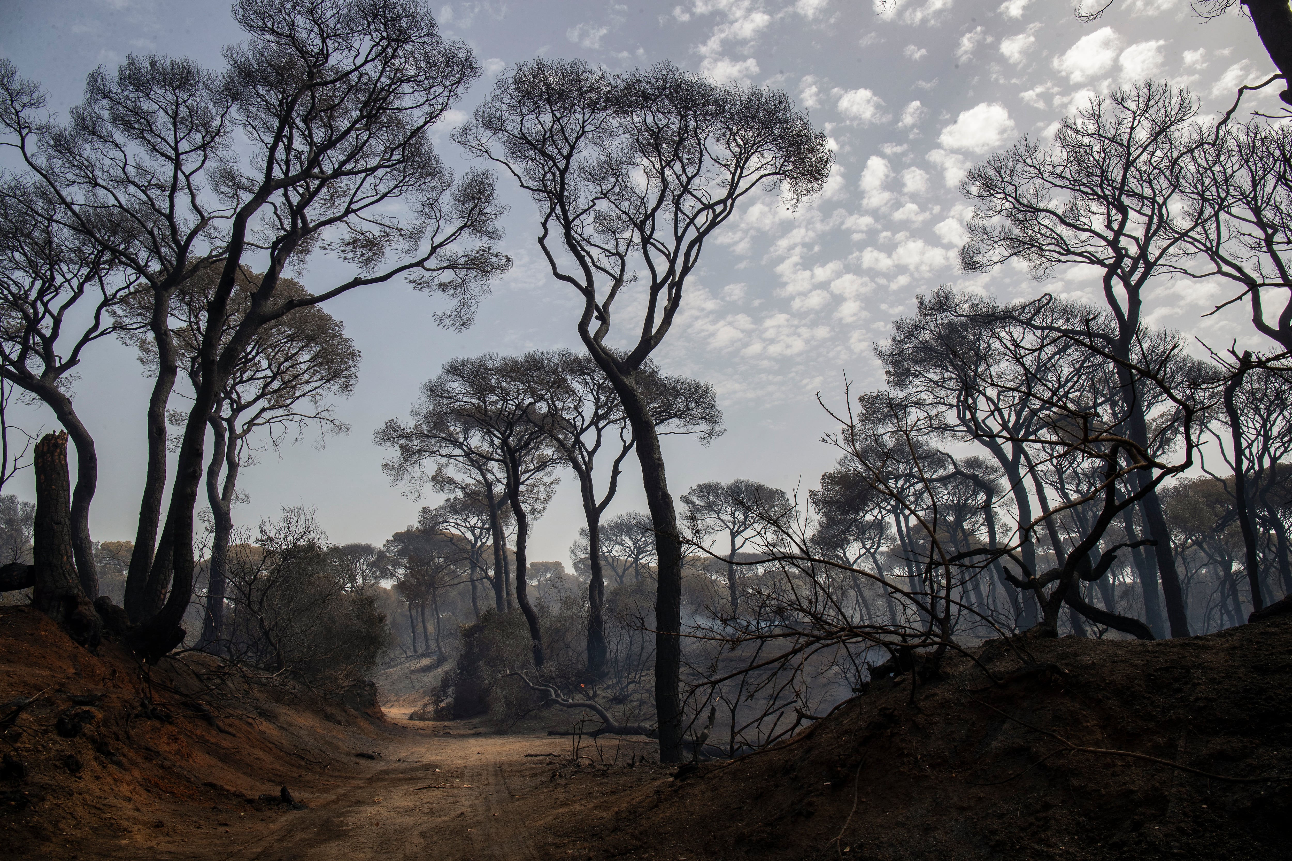 -FOTODELDIA- PUERTO REAL (CÁDIZ), 07/08/2023.- El incendio declarado ayer domingo en el paraje natural de Las Canteras, en Puerto Real (Cádiz), que obligó al desalojo de 20 familias, sigue estabilizado y sin peligrosidad para las viviendas. Según ha indicado a EFE la Policía Local de Puerto Real, el tráfico en la zona está restablecido y los vecinos desalojados han podido regresar a sus viviendas, y ha señalado en sus redes sociales que, aunque son varios los focos que siguen activos, ninguno reviste peligrosidad para las viviendas colindantes. EFE/ Román Ríos
