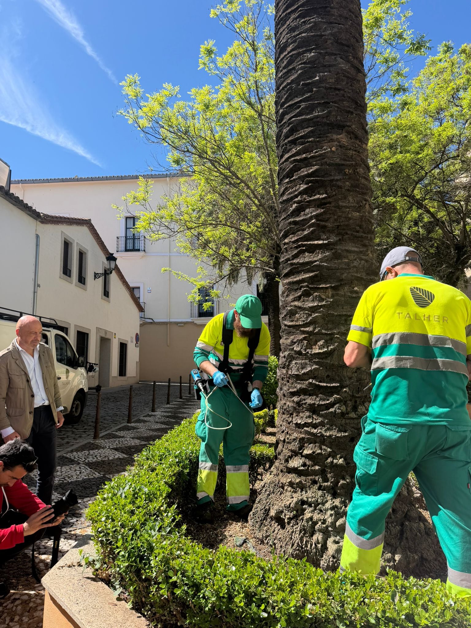 El Ayuntamiento de Cáceres actúa contra el picudo rojo