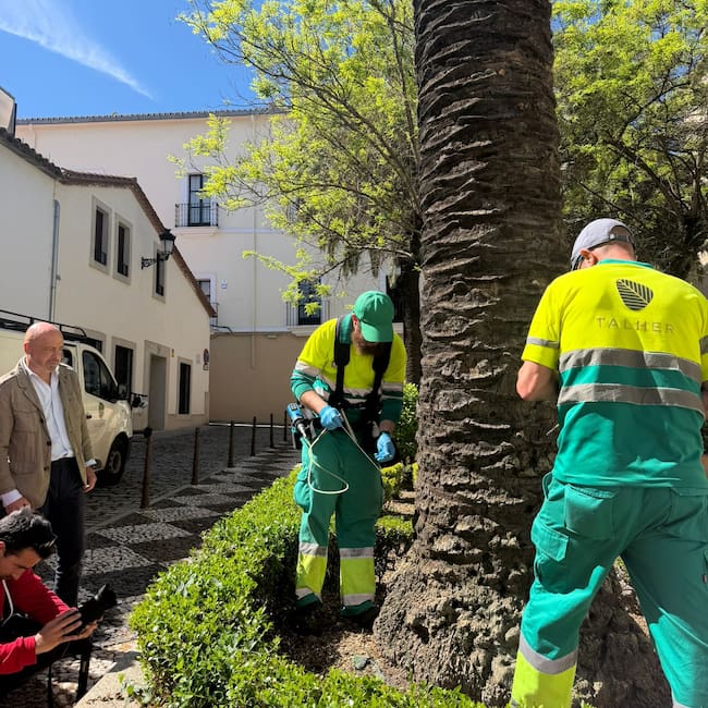 El Ayuntamiento de Cáceres actúa contra el picudo rojo