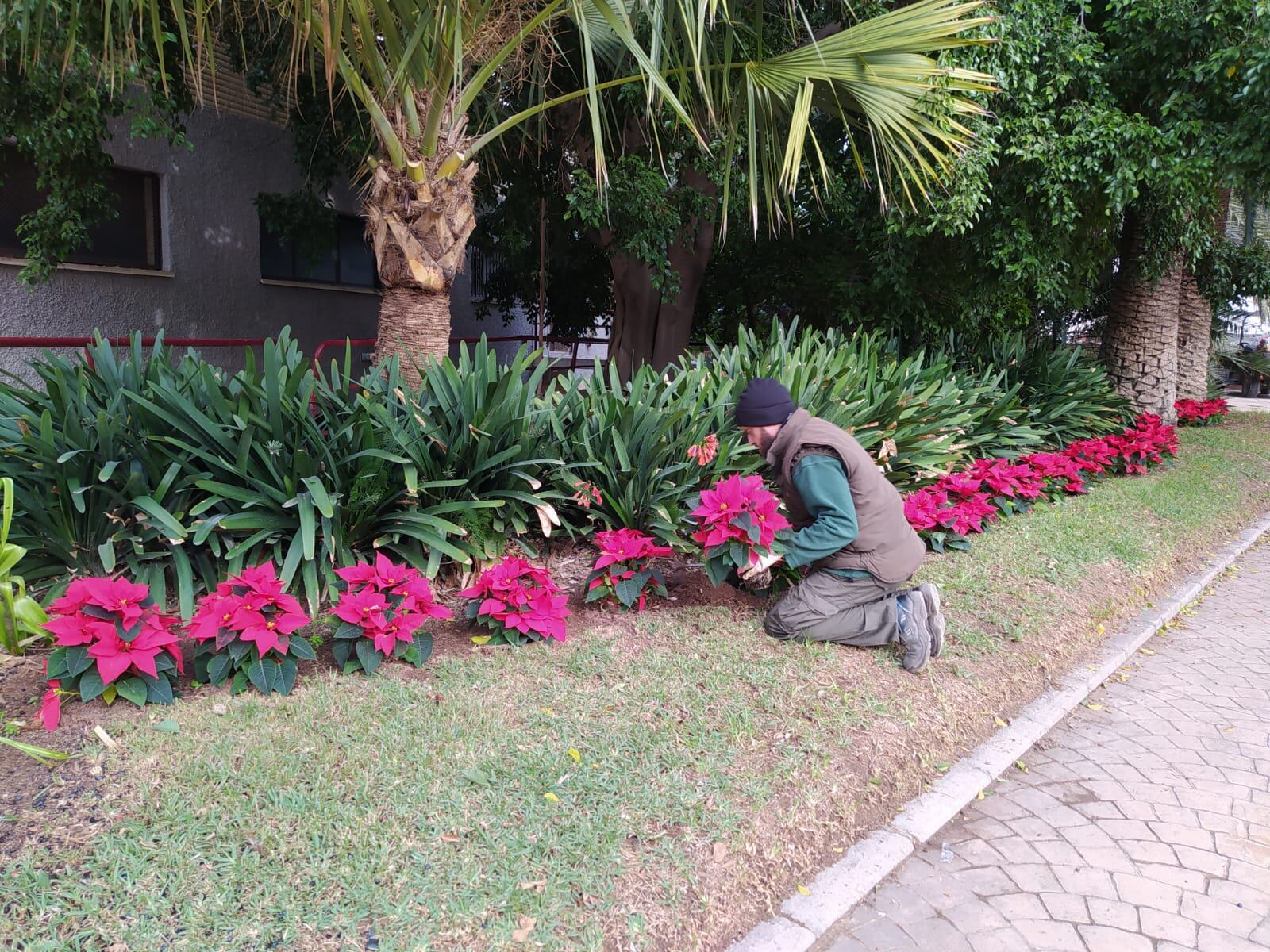 València se llena de flores de Pascua para recibir la Navidad