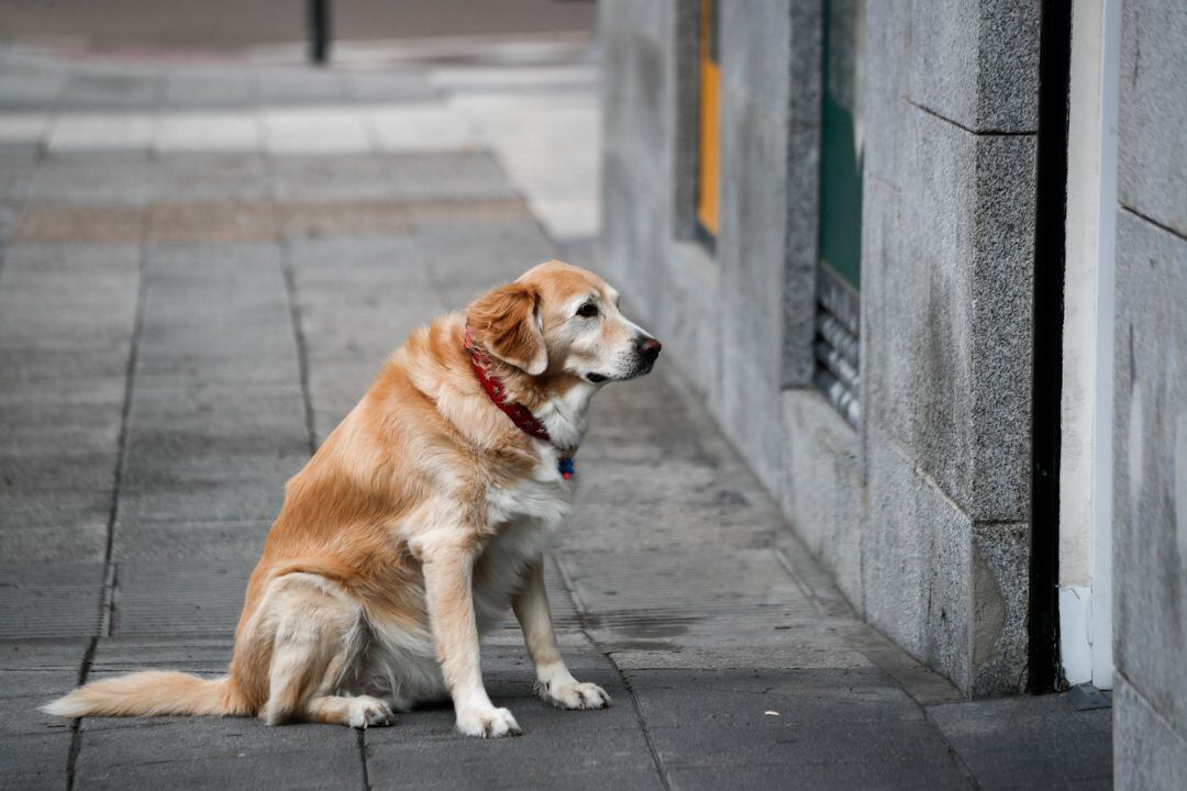 Perro esperando a su dueña delante de una farmacia