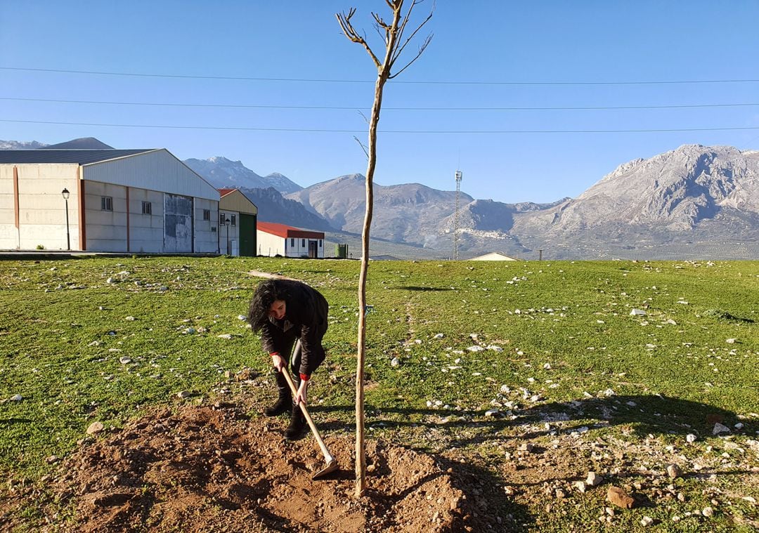 Trabajos de reforestación en lazona del Polígono Ganadero de Bedmar