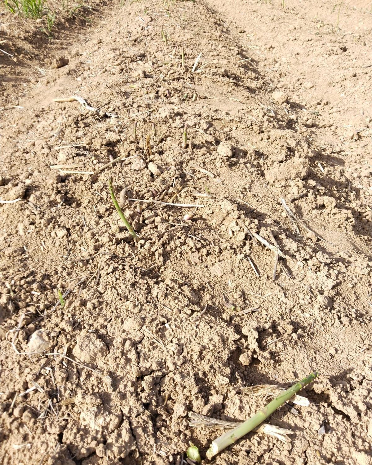 Robo de espárragos en el campo