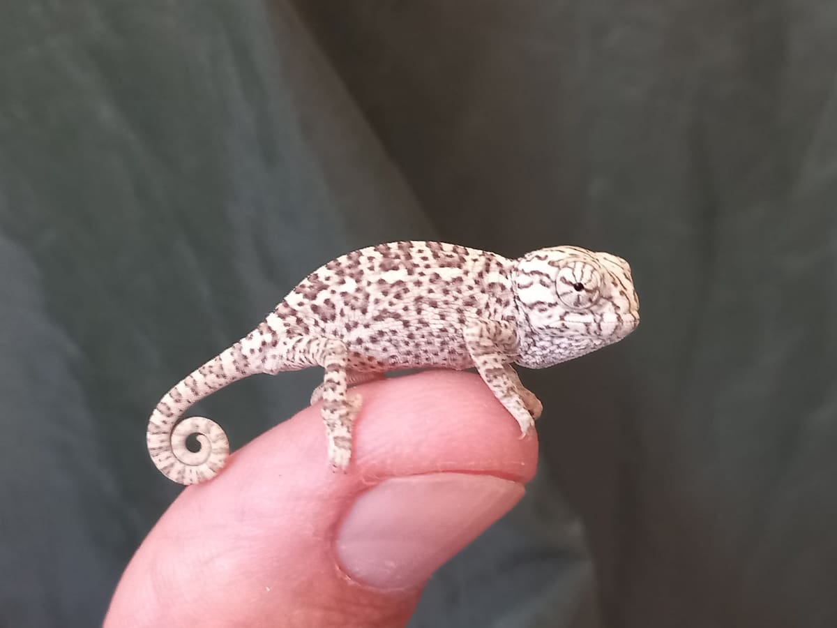 Nacen en el Zoobotánico dos crías de camaleón tras diez meses de incubación artificial