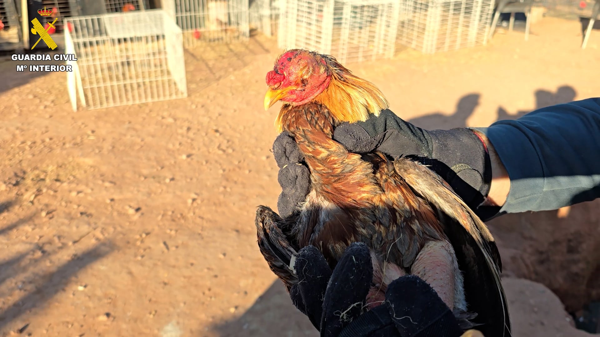 Gallos en Bétera