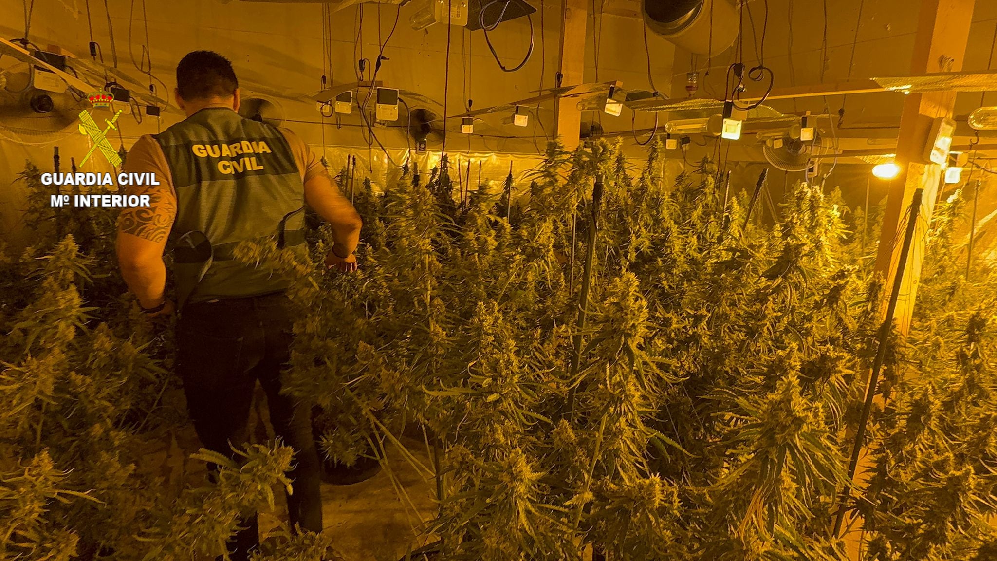 Incautación Guardia Civil de una plantación de Marihuana en l&#039;Alcora