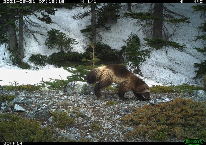 Un glotón -o wolverine- visto a lo largo de una ruta de senderismo durante el cierre del popular Parque Provincial Joffre Lakes, Columbia Británica, Canadá
Crédito: Cole Burton, UBC WildCo