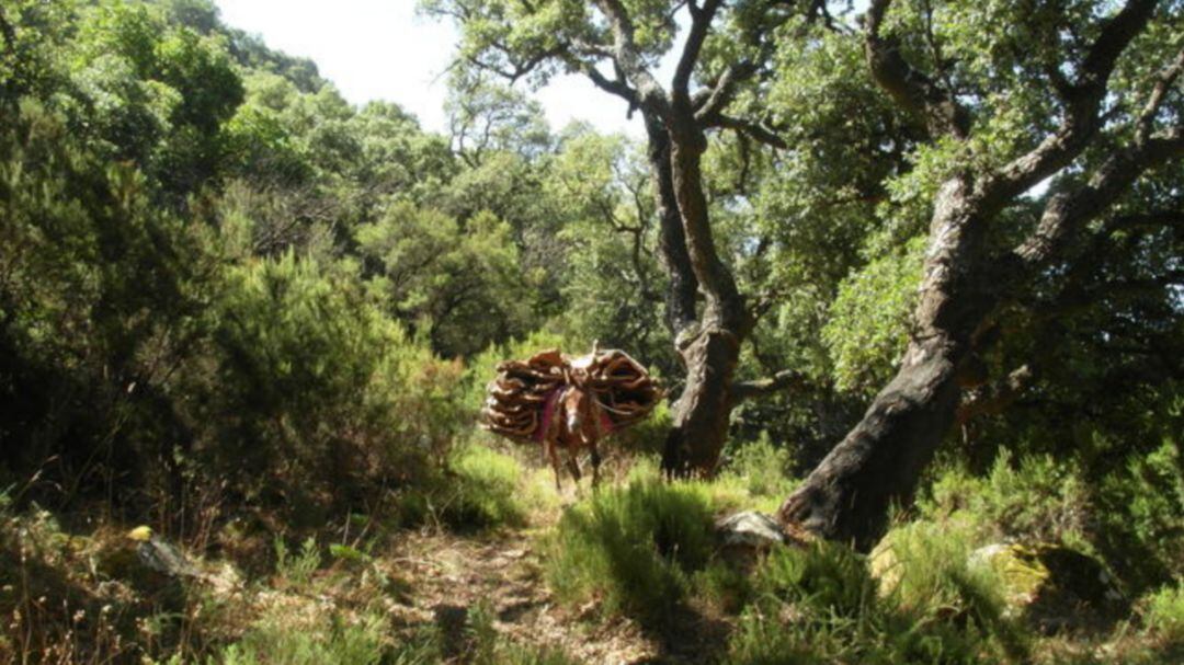Asaja pide que el control de daños por fauna silvestre se considere actividad esencial