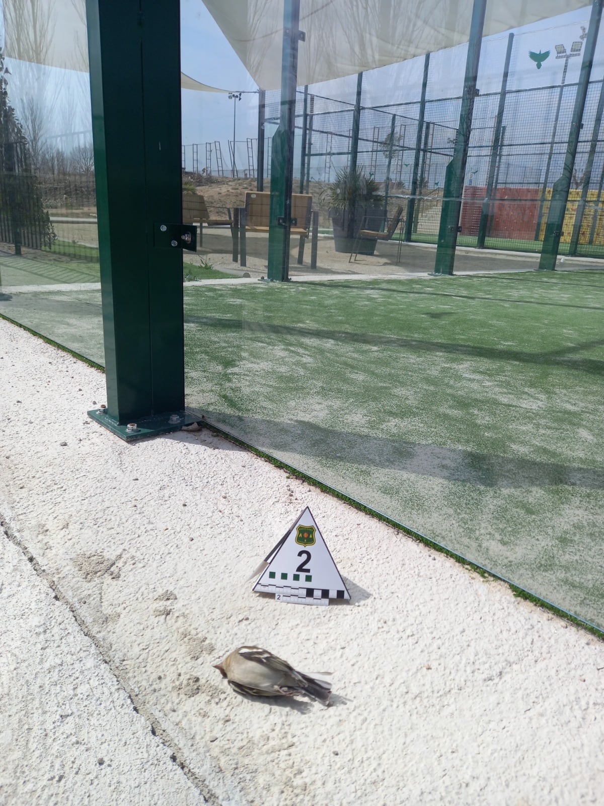 Imagen de una ave muerta al lado de una pista de padel.