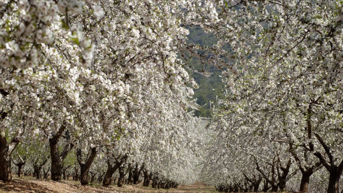 El fin de la almendra amarga empieza por Murcia
