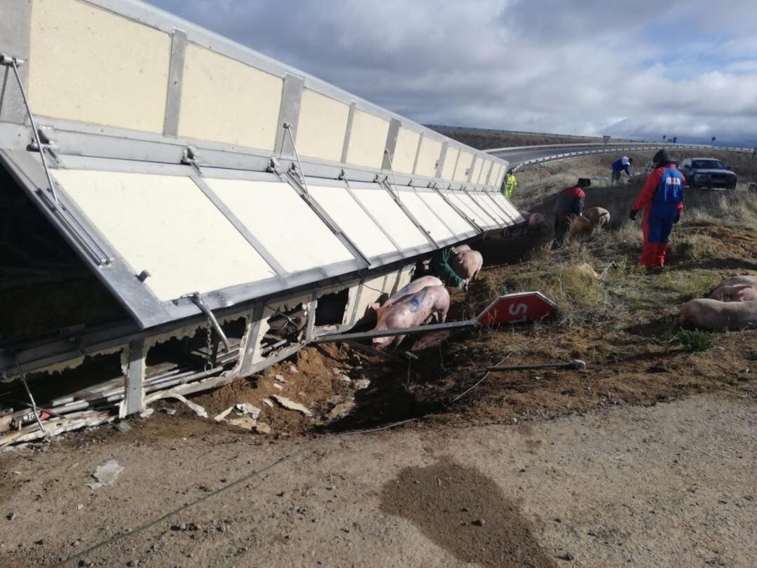 Camión volcado en Valseca con algunos animales de su carga a su alrededor