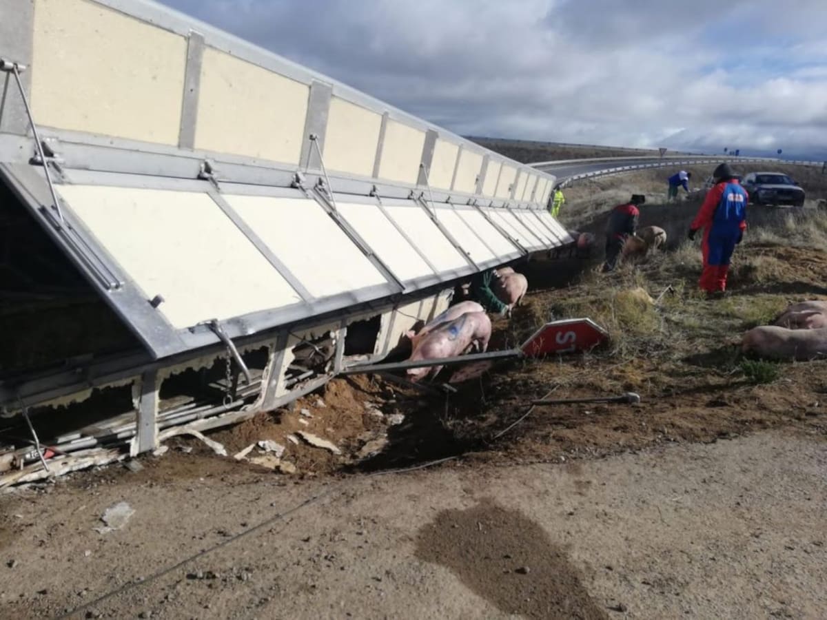 Vuelca un camión con cerdos en la rotonda de Valseca