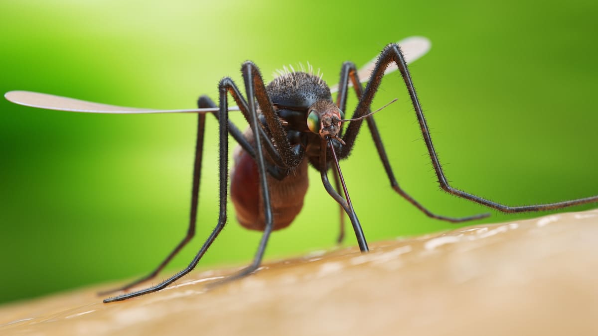 Rubén Bueno, biólogo y entomólogo, profesor de la UV y director técnico de Rentokil y Lokímica, en Hoy por Hoy Alicante