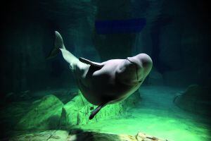 Beluga en uno de los acuarios de l'Oceanogràfic de la Ciudad de las Artes y las Ciencias