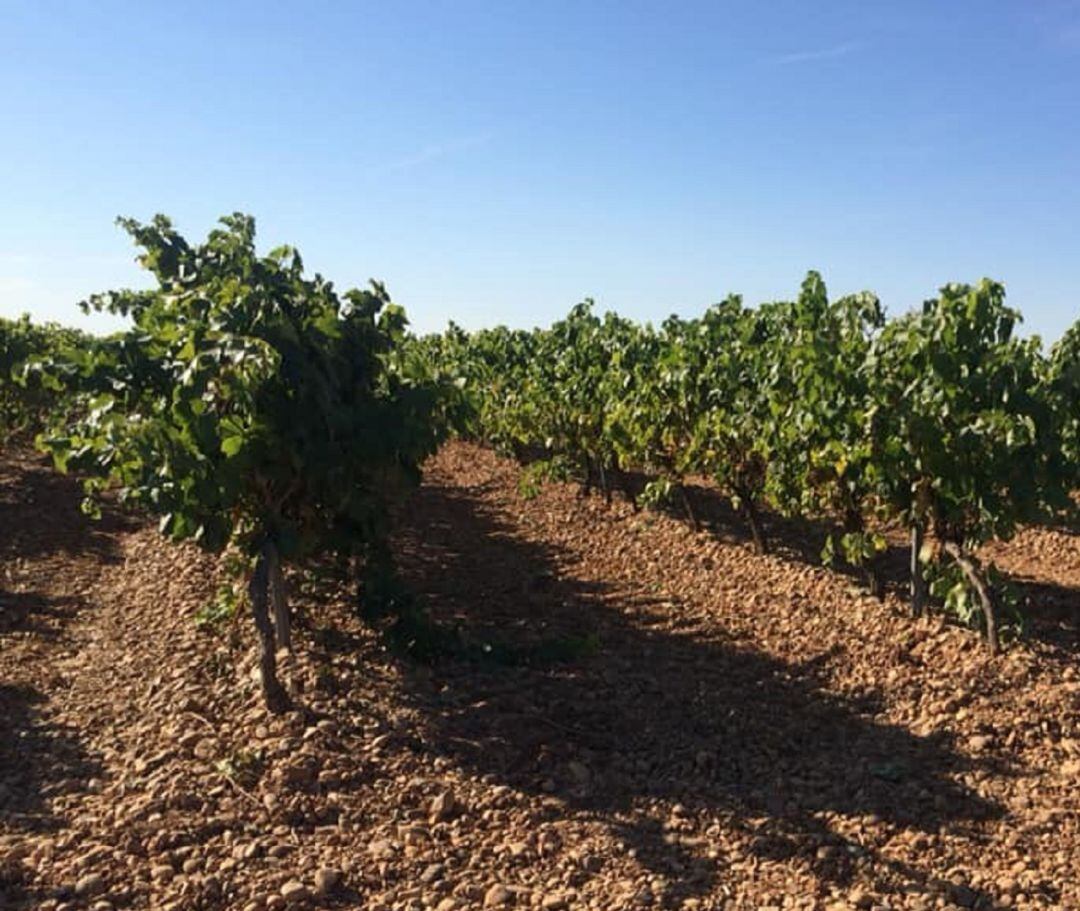 Los viñedos de la DO Rueda ya están prácticamente preparados para la vendimia