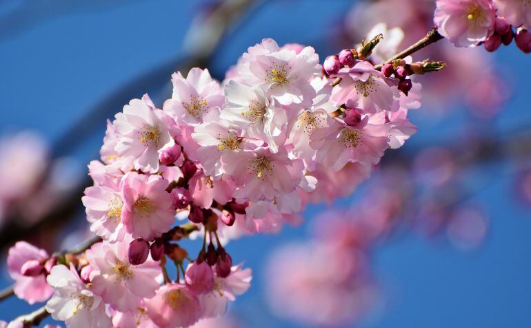 La primavera pide paso con el cambio de estación. La alegría de las flores y los días más largos contrasta con algunas molestias estacionales que algunos sufren más que otros.