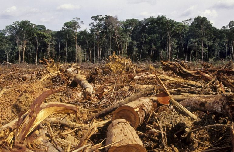 Deforestación en la selva del río Amazonas