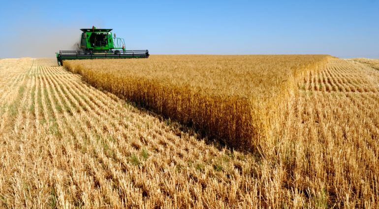 Cosechadora trabajando en un campo de trigo