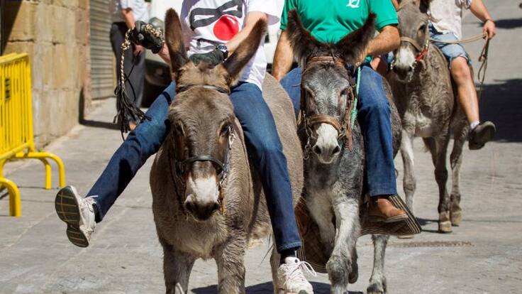 Mesa del Mundo: La Justicia marroquí condena a un burro por narcotráfico