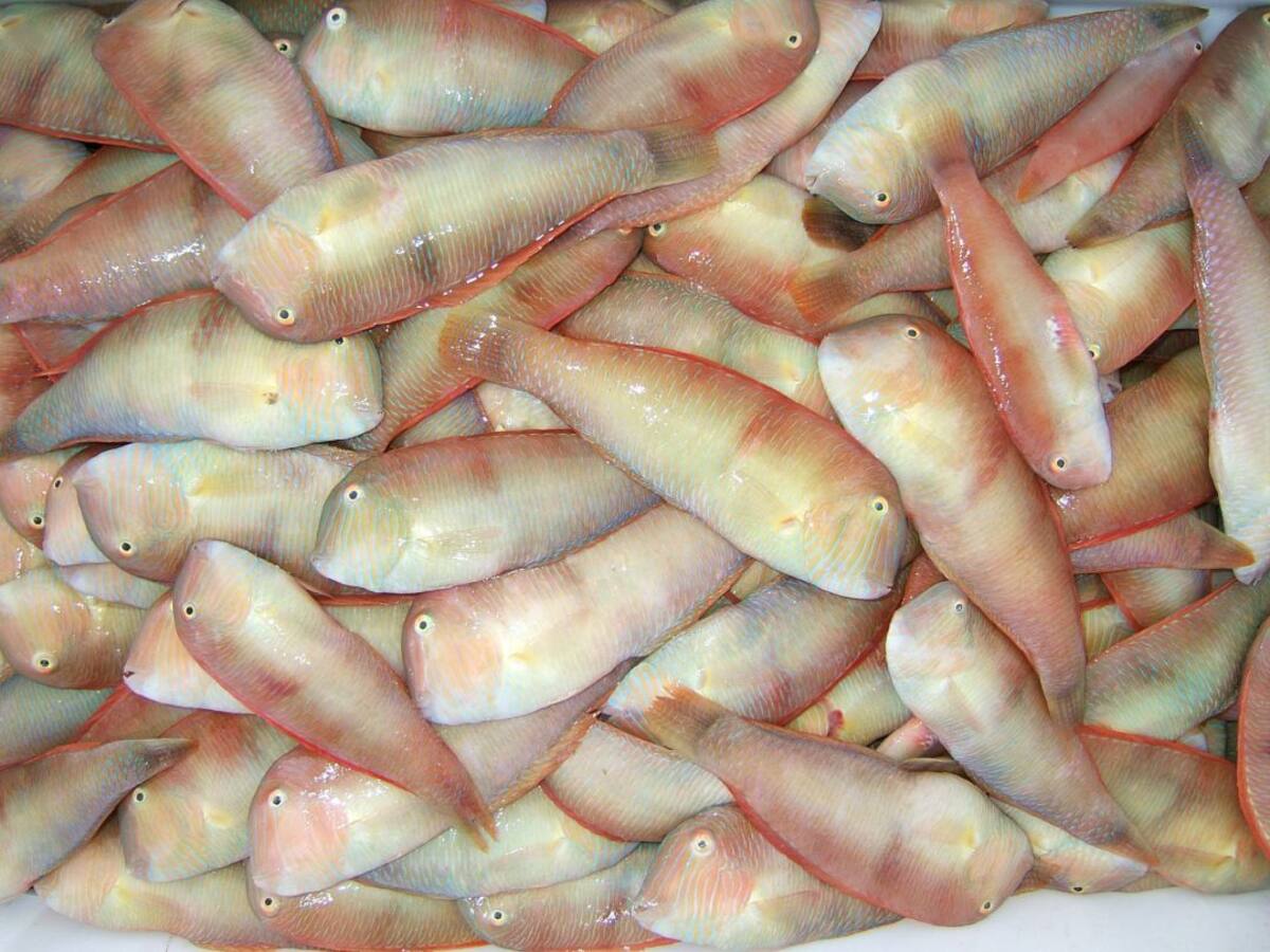 Se levanta la veda para pescar 'raors' hasta el 31 de marzo