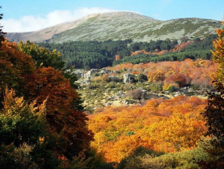 El Hayedo del Moncayo, nueva arboleda singular de Aragón