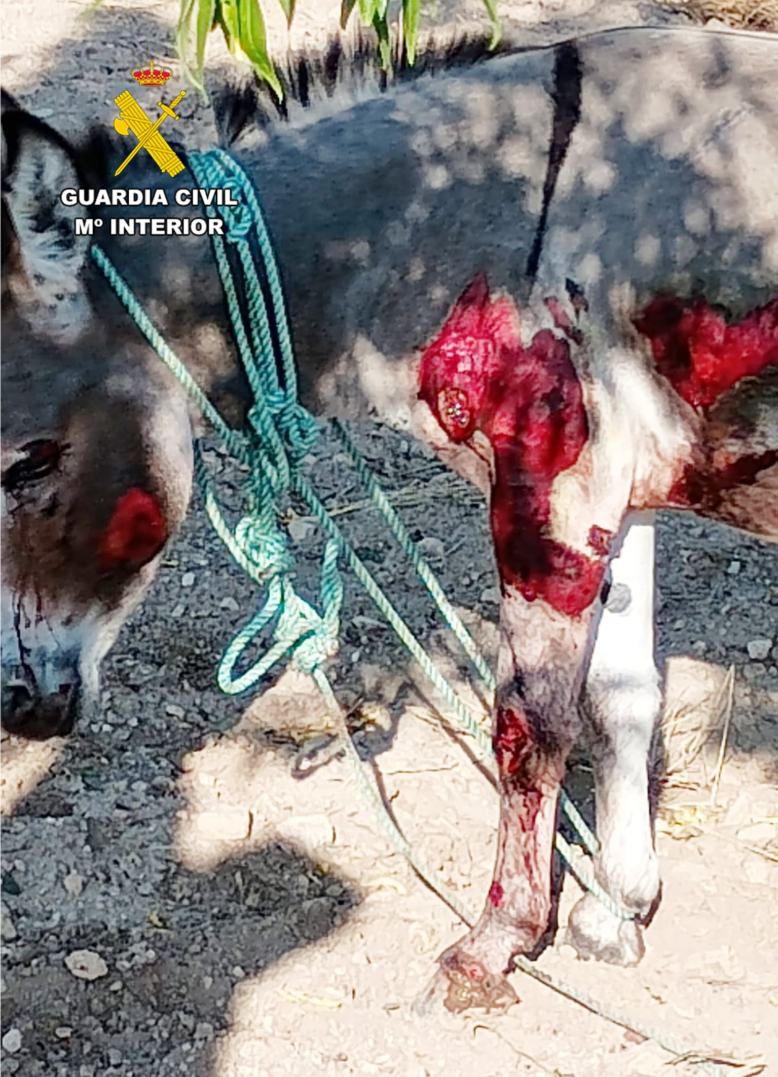 La Guardia Civil investiga al propietario de un burro en Moratalla por arrastrarlo durante medio kilómetro