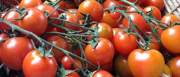 El precio del tomate cae hasta un 75% en el campo malagueño