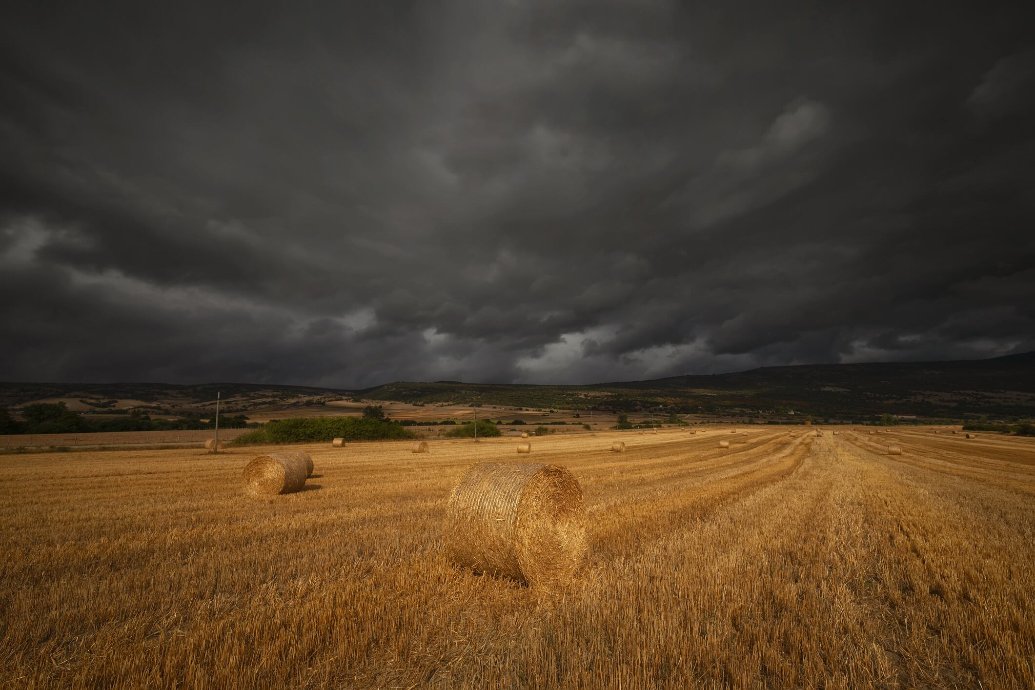 Un campo de trigo en la localidad de Espejo, Álava.