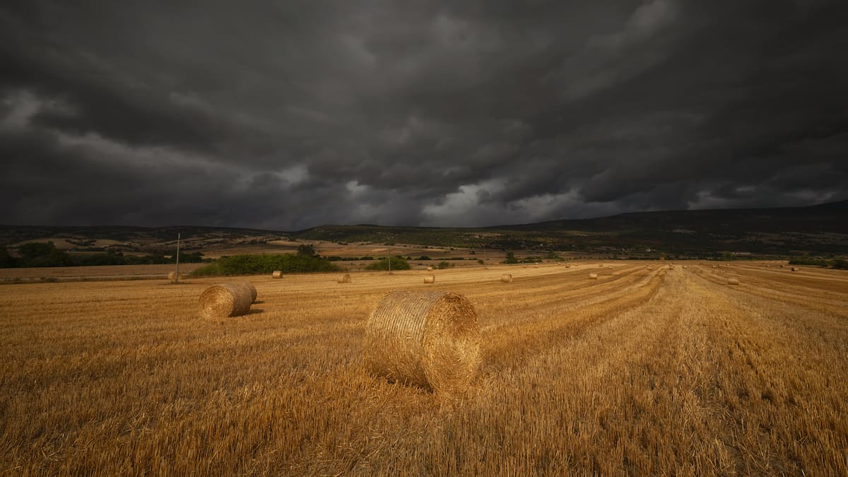 Bittor Oroz, viceconsejero de agricultura: "La superficie agraria se va a ir reduciendo"
