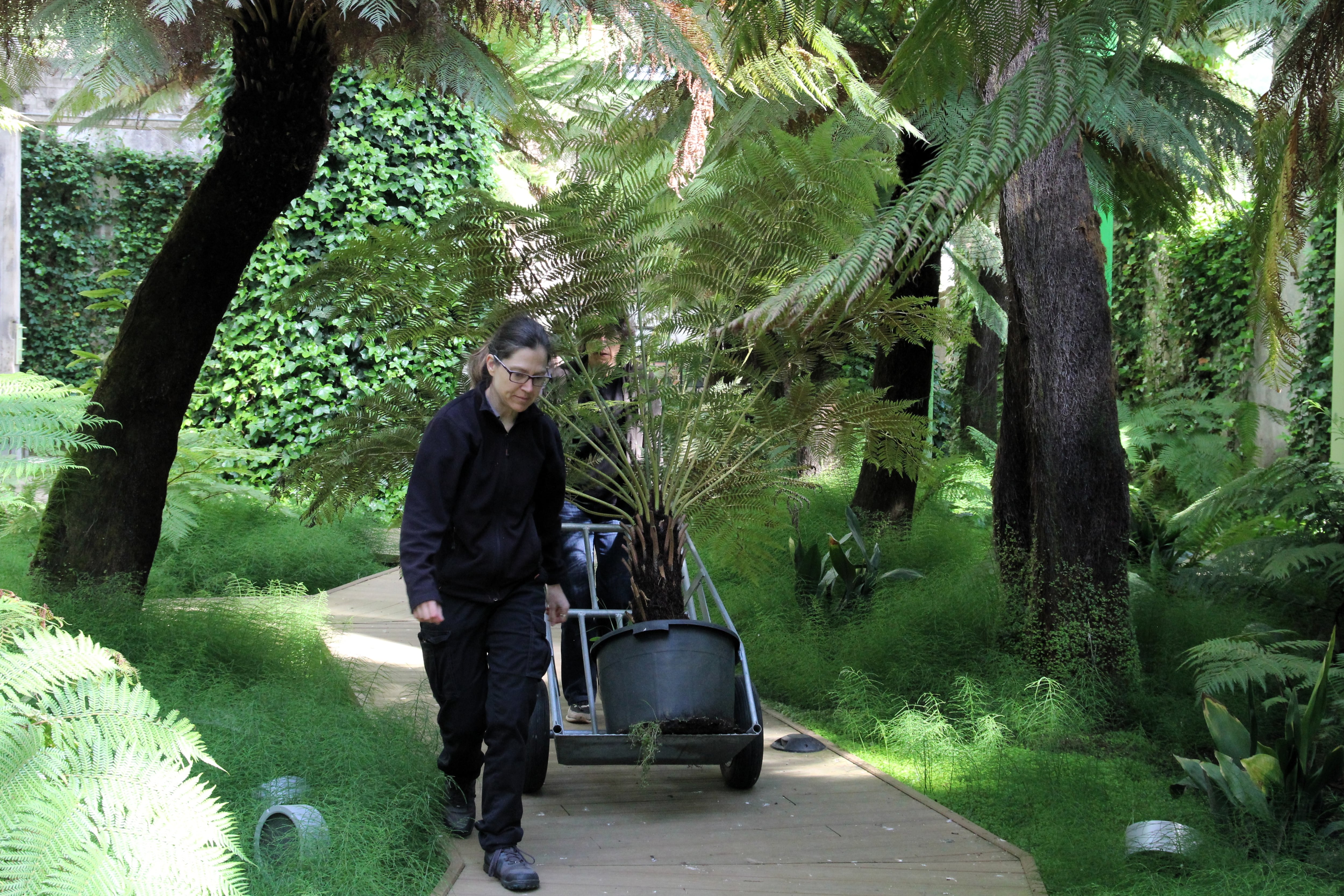 Trasladado de una de la especies