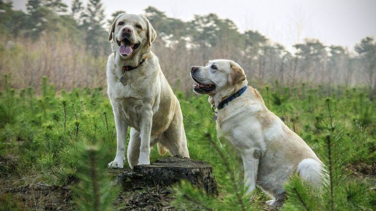 Un par de perros disfrutan de la naturaleza