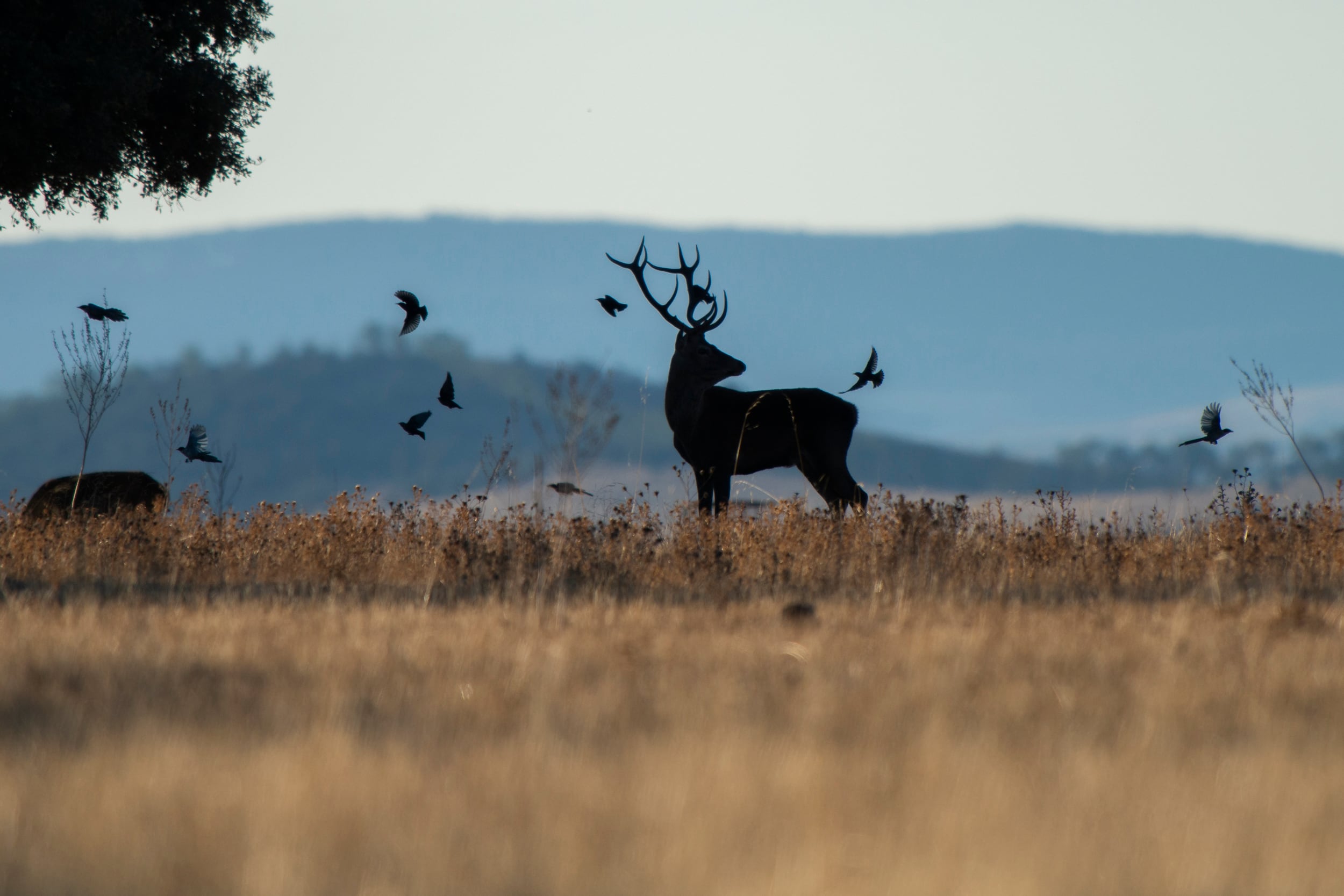 El Parque Nacional de Cabañeros, que se encuentra en las provincias de Ciudad Real y Toledo EFE/Jesús Monroy