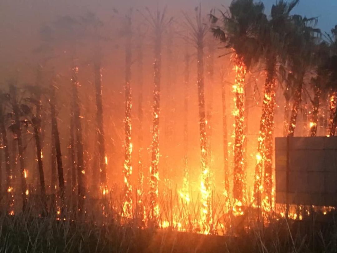 Una finca de palmeras arde en  la Rambla de las Brujas, junto al centro comercial Alcampo